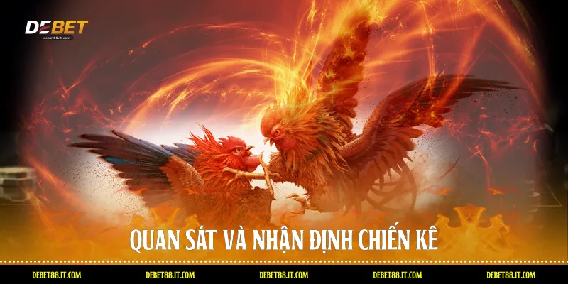 Quan sát và nhận định chiến kê